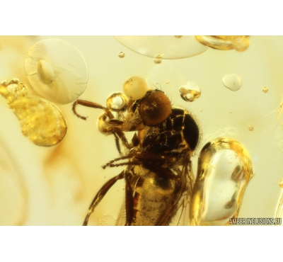 Rary fly Atelestidae or Hybotidae. Fossil Inclusion in Baltic amber #10992