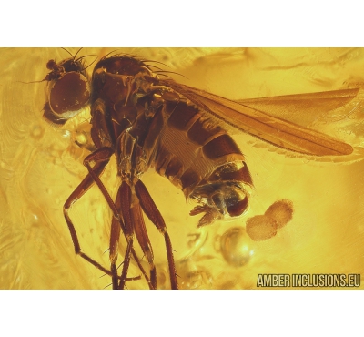 Dolichopodidae Nice Long-legged fly with Eggs and More. Fossil Inclusions in Ukrainian Rovno amber #10993R