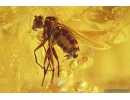 Dolichopodidae Nice Long-legged fly with Eggs and More. Fossil Inclusions in Ukrainian Rovno amber #10993R