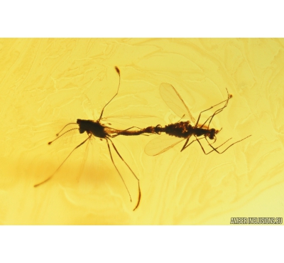 True midges Mating (Copula) Chironomidae. Fossil insects in Baltic amber #10994