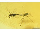 True midges Mating (Copula) Chironomidae. Fossil insects in Baltic amber #10994