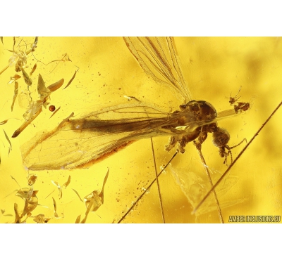 Crane fly Limoniidae Trichoneura. Fossil inclusion in Baltic amber stone #10995