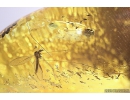 Crane fly Limoniidae Trichoneura. Fossil inclusion in Baltic amber stone #10995