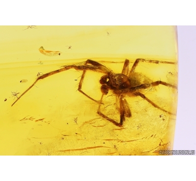 Big Three-clawed Spider  Araneidae and 2 small Spiders. Fossil inclusions in Baltic amber #10999