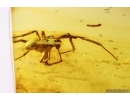 Big Three-clawed Spider  Araneidae and 2 small Spiders. Fossil inclusions in Baltic amber #10999