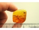 Big Three-clawed Spider  Araneidae and 2 small Spiders. Fossil inclusions in Baltic amber #10999