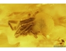 Big Three-clawed Spider  Araneidae and 2 small Spiders. Fossil inclusions in Baltic amber #10999