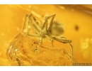 Big Three-clawed Spider  Araneidae and 2 small Spiders. Fossil inclusions in Baltic amber #10999