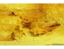 Big Three-clawed Spider  Araneidae and 2 small Spiders. Fossil inclusions in Baltic amber #10999