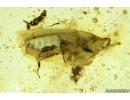 Rare Coccid Ortheziidae, Spider Araneae and Beetle Coleoptera. Fossil inclusions Baltic amber #11012