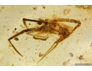 Rare Coccid Ortheziidae, Spider Araneae and Beetle Coleoptera. Fossil inclusions Baltic amber #11012