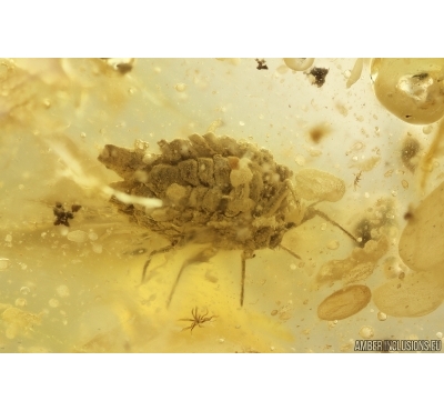 Rare Coccid Ortheziidae, Spider Araneae and Beetle Coleoptera. Fossil inclusions Baltic amber #11012