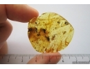 Rare Coccid Ortheziidae, Spider Araneae and Beetle Coleoptera. Fossil inclusions Baltic amber #11012