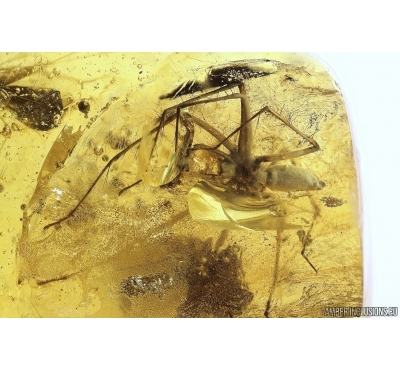 Big 15mm Spider Araneae, Crane fly Limoniidae and Leafhopper larva. Fossil inclusions Baltic amber #11020