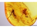 Spider Araneae and More. Fossil inclusions Baltic amber #11033