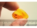 Spider Araneae and More. Fossil inclusions Baltic amber #11033