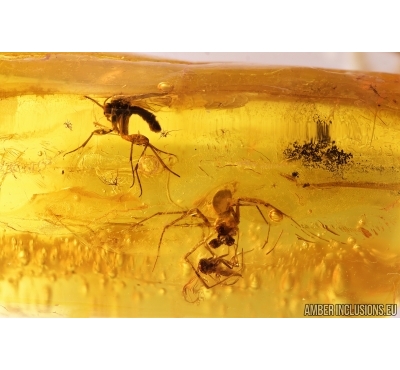 Spider Linyphiidae, Springtail Collembola and More. Fossil inclusions Baltic amber #11045