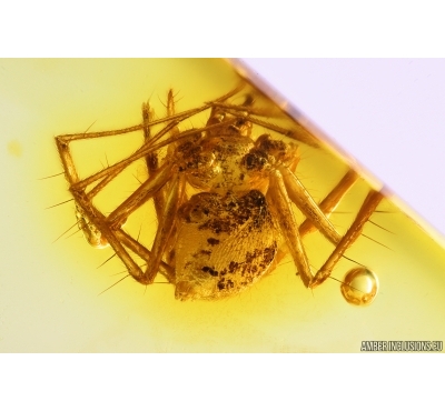 Rare Spider Araneae. Fossil inclusion Baltic amber #11056