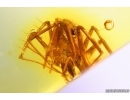 Rare Spider Araneae. Fossil inclusion Baltic amber #11056