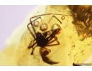 Spider Araneae. Fossil inclusion Baltic amber #11065
