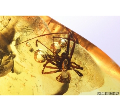 Spider Araneae. Fossil inclusion Baltic amber #11065