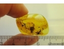 Spider Araneae. Fossil inclusion Baltic amber #11065