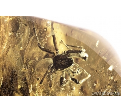 Rare False Wolf Spider Zoropsidae Eomatachia. Fossil inclusion Big 34g Ukrainian Rovno amber stone #11076R