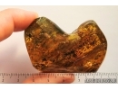 Rare False Wolf Spider Zoropsidae Eomatachia. Fossil inclusion Big 34g Ukrainian Rovno amber stone #11076R