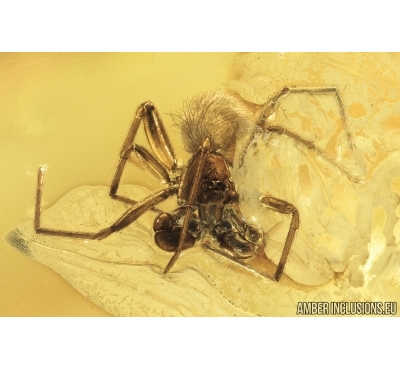 Spider Oonopidae Orchestina and Long 55mm Stalactite. Fossil inclusions Ukrainian Rovno amber #11077R