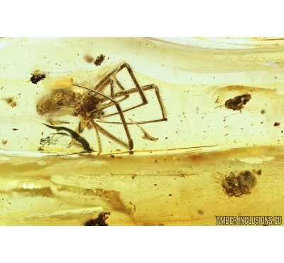 Two Spiders Araneae. Fossil inclusions Baltic amber #11079