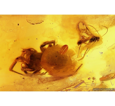 Spider, Wasp, Leaf and More. Fossil inclusions in Baltic amber  #11090