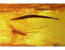 Spider, Wasp, Leaf and More. Fossil inclusions in Baltic amber  #11090