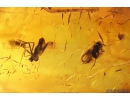 Spider, Wasp, Leaf and More. Fossil inclusions in Baltic amber  #11090