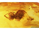 Spider, Wasp, Leaf and More. Fossil inclusions in Baltic amber  #11090