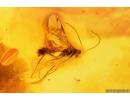 Spider, Wasp, Leaf and More. Fossil inclusions in Baltic amber  #11090