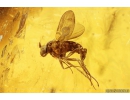 Braconidae Wasp Hymenoptera and Long-legged fly Dolichopodidae. Fossil inclusions in Baltic amber #11091