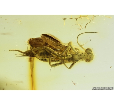 Braconidae Wasp Hymenoptera and Long-legged fly Dolichopodidae. Fossil inclusions in Baltic amber #11091