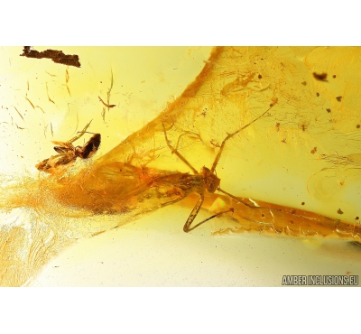 Mayfly Ephemeroptera, Ant Hymenoptera, Spider Araneae and Harvestman fragment. Fossil inclusions in Baltic amber stone #11093