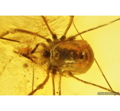 Harvestman Opiliones. Fossil inclusion in Baltic amber #11094