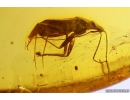 True Bug Miridae and More. Fossil insects in Baltic amber #11095