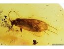 Nice Caddisfly Trichoptera. Fossil insect in Baltic amber #11097