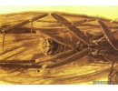 Nice Caddisfly Trichoptera. Fossil insect in Baltic amber #11097
