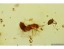 Woodlice Isopoda, several Rove beetles Staphylinidae, Crane fly Limoniidae, Mite Acari and More. Fossil inclusions in Baltic amber stone #11099