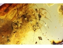 Woodlice Isopoda, several Rove beetles Staphylinidae, Crane fly Limoniidae, Mite Acari and More. Fossil inclusions in Baltic amber stone #11099