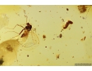 Woodlice Isopoda, several Rove beetles Staphylinidae, Crane fly Limoniidae, Mite Acari and More. Fossil inclusions in Baltic amber stone #11099