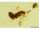 Woodlice Isopoda, several Rove beetles Staphylinidae, Crane fly Limoniidae, Mite Acari and More. Fossil inclusions in Baltic amber stone #11099