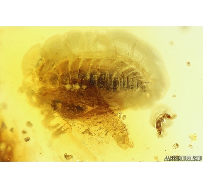 Woodlice Isopoda, several Rove beetles Staphylinidae, Crane fly Limoniidae, Mite Acari and More. Fossil inclusions in Baltic amber stone #11099