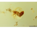 Woodlice Isopoda, several Rove beetles Staphylinidae, Crane fly Limoniidae, Mite Acari and More. Fossil inclusions in Baltic amber stone #11099