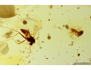 Woodlice Isopoda, several Rove beetles Staphylinidae, Crane fly Limoniidae, Mite Acari and More. Fossil inclusions in Baltic amber stone #11099