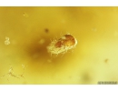 Woodlice Isopoda, several Rove beetles Staphylinidae, Crane fly Limoniidae, Mite Acari and More. Fossil inclusions in Baltic amber stone #11099